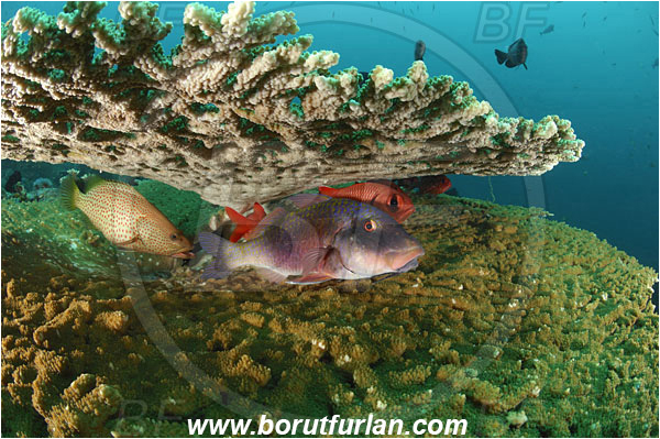 Rinja, Komodo, Indonesia, Acropora hyacinthus, Acropora, Acroporidae, Table Coral, Coral, Anthozoa, Cnidaria, Cnidarian, Reef, Myripristis berndti, Myripristis, Holocentridae, Blotcheye Soldierfish, Soldierfish, Fish, Parupeneus trifasciatus, Parupeneus, Mullidae, Doublebar Goatfish, Goatfish, Anyperodon leucogrammicus, Anyperodon, Serranidae, Slender Grouper, Grouper