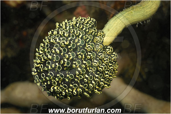 Rinja, Komodo, Indonesia, Nephtheis fascicularis, Nephtheis, Clavelinidae, Stalked sea squirts, Tunicata, Tunicate, Sea squirt