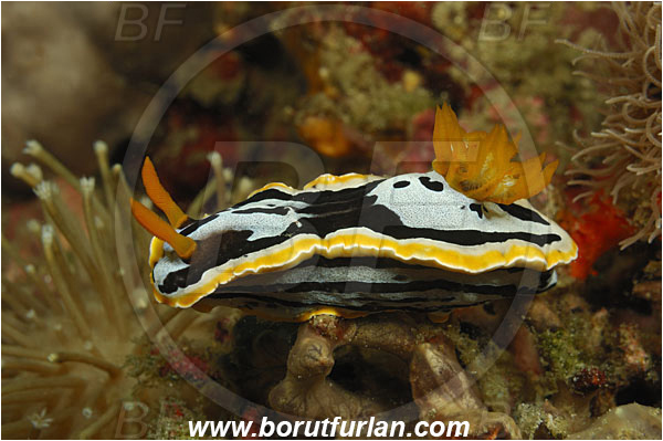 Rinja, Komodo, Indonesia, Chromodoris elisabethina, Chromodoris, Chromodorididae, Elisabeth