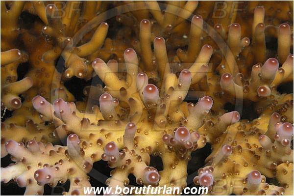 Rinja, Komodo, Indonesia, Acropora sp., Acropora, Acroporidae, Coral, Anthozoa, Cnidaria, Cnidarian, Abstract