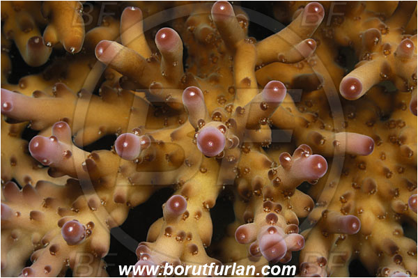 Rinja, Komodo, Indonesia, Acropora sp., Acropora, Acroporidae, Coral, Anthozoa, Cnidaria, Cnidarian, Abstract