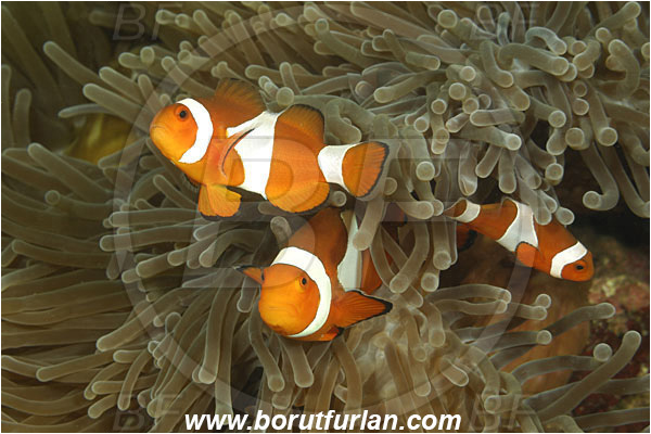Rinja, Komodo, Indonesia, Amphiprion ocellaris, Amphiprion, Pomacentridae, False Anemonefish, Anemonefish, Clownfish, Fish