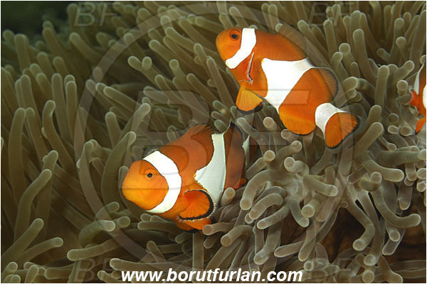 Rinja, Komodo, Indonesia, Amphiprion ocellaris, Amphiprion, Pomacentridae, False Anemonefish, Anemonefish, Clownfish, Fish