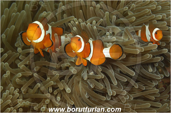 Rinja, Komodo, Indonesia, Amphiprion ocellaris, Amphiprion, Pomacentridae, False Anemonefish, Anemonefish, Clownfish, Fish