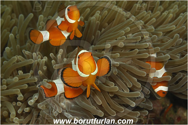 Rinja, Komodo, Indonesia, Amphiprion ocellaris, Amphiprion, Pomacentridae, False Anemonefish, Anemonefish, Clownfish, Fish