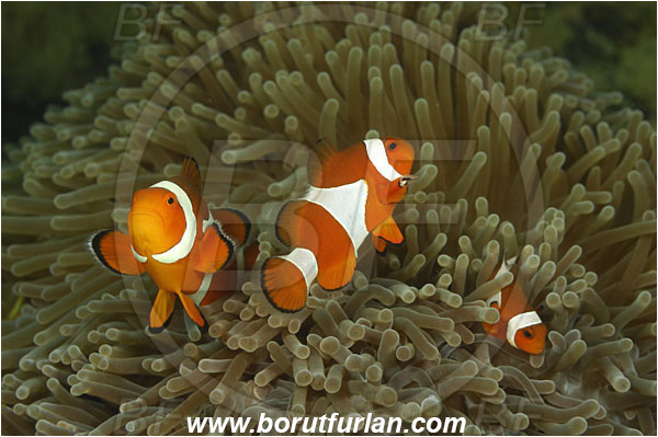 Rinja, Komodo, Indonesia, Amphiprion ocellaris, Amphiprion, Pomacentridae, False Anemonefish, Anemonefish, Clownfish, Fish