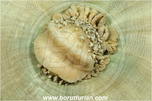 Rinja, Komodo, Indonesia, Anemone, Anthozoa, Cnidaria, Cnidarian, Abstract