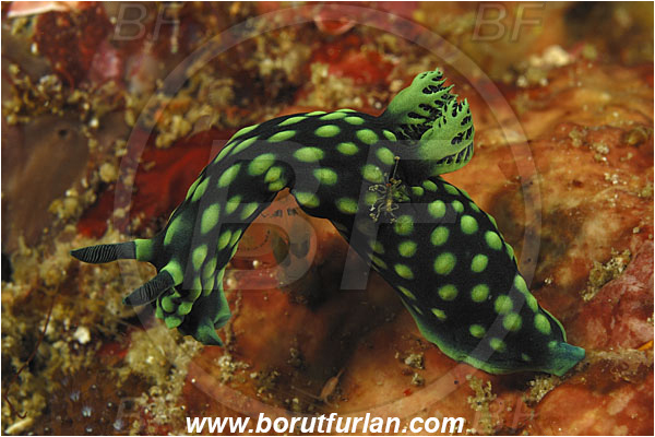 Rinja, Komodo, Indonesia, Nembrotha cristata, Nembrotha, Polyceridae, Polycerid nudibranch, Crested Nembrotha, Nudibranch, Sea slug, Gastropoda, Mollusca, Mollusc