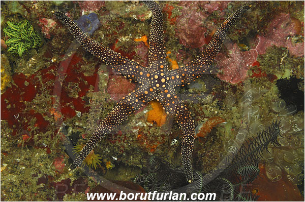 Rinja, Komodo, Indonesia, Gomophia sp., Gomophia, Ophidiasteridae, Starfish, Asteroidea, Echinodermata, Echinoderm