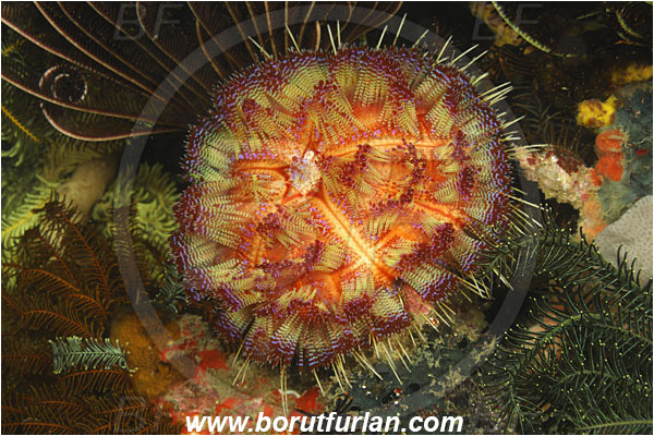 Rinja, Komodo, Indonesia, Asthenosoma varium, Asthenosoma, Echinothuriidae, Fire Sea Urchin, Sea Urchin, Echinoidea, Echinodermata, Echinoderm