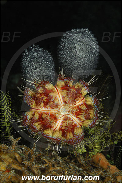 Rinja, Komodo, Indonesia, Asthenosoma varium, Asthenosoma, Echinothuriidae, Fire Sea Urchin, Sea Urchin, Echinoidea, Echinodermata, Echinoderm, Nephtheis fascicularis, Nephtheis, Clavelinidae, Stalked sea squirts, Tunicata, Tunicate, Sea squirt