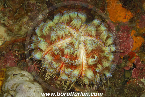 Rinja, Komodo, Indonesia, Asthenosoma varium, Asthenosoma, Echinothuriidae, Fire Sea Urchin, Sea Urchin, Echinoidea, Echinodermata, Echinoderm