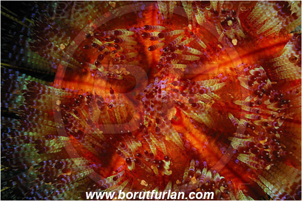 Rinja, Komodo, Indonesia, Asthenosoma varium, Asthenosoma, Echinothuriidae, Fire Sea Urchin, Sea Urchin, Echinoidea, Echinodermata, Echinoderm, Abstract