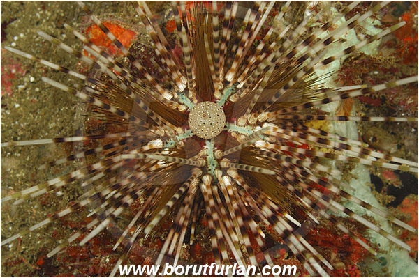 Rinja, Komodo, Indonesia, Echinothrix calamaris, Echinothrix, Diadematidae, Banded Sea Urchin, Sea Urchin, Echinoidea, Echinodermata, Echinoderm