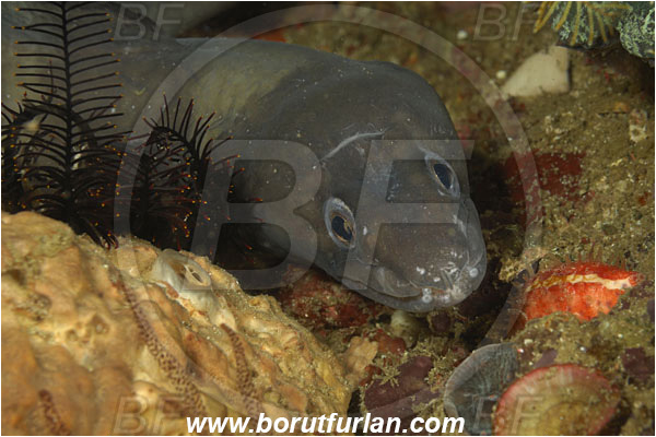 Rinja, Komodo, Indonesia, Conger cinereus, Conger, Congridae, Longfin African Conger, Fish, Portrait