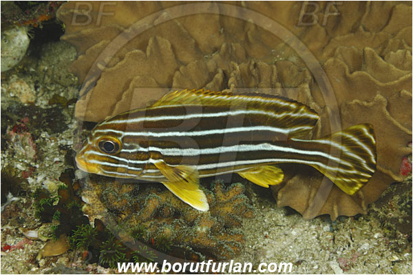 Rinja, Komodo, Indonesia, Plectorhinchus vittatus, Plectorhinchus, Haemulidae, Indian Ocean Oriental Sweetlips, Oriental Sweetlips, Sweetlips, Fish, Juvenile