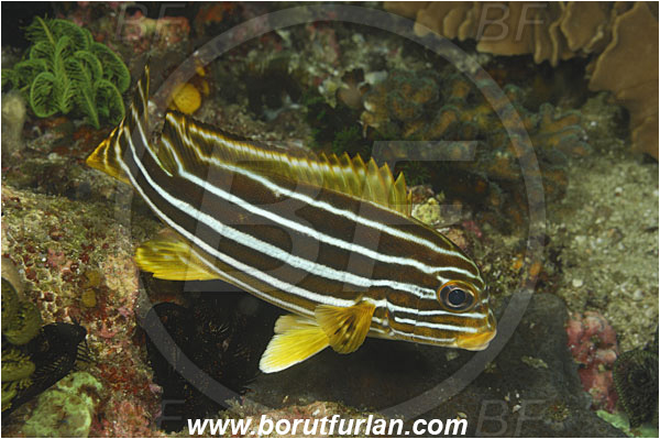 Rinja, Komodo, Indonesia, Plectorhinchus vittatus, Plectorhinchus, Haemulidae, Indian Ocean Oriental Sweetlips, Oriental Sweetlips, Sweetlips, Fish, Juvenile