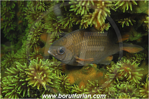 Rinja, Komodo, Indonesia, Pomacentridae, Damselfish, Fish, Unidentified
