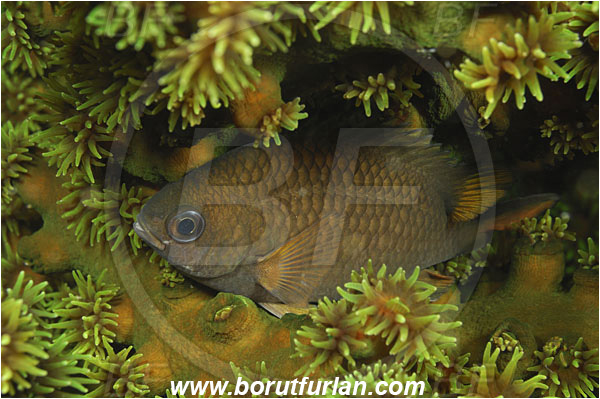 Rinja, Komodo, Indonesia, Pomacentridae, Damselfish, Fish, Unidentified