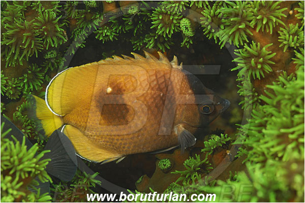 Rinja, Komodo, Indonesia, Chaetodon kleinii, Chaetodon, Chaetodontidae, Sunburst butterflyfish, Butterflyfish, Fish