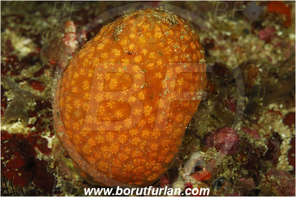 Rinja, Komodo, Indonesia, Colony of Tunicates, Ascidiacea, Tunicata, Tunicate, Unidentified