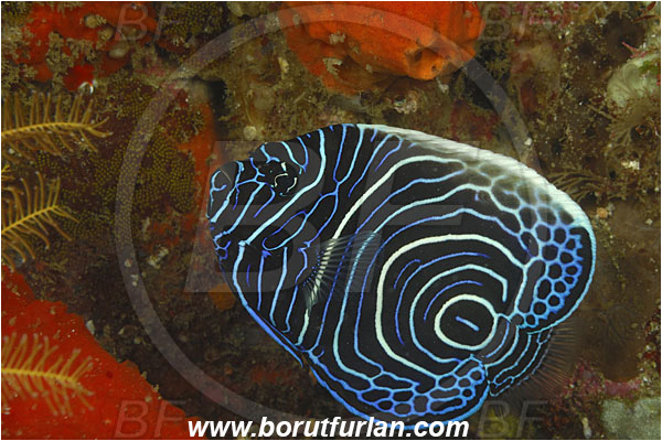 Rinja, Komodo, Indonesia, Pomacanthus imperator, Pomacanthus, Emperor Angelfish, Angelfish, Pomacanthidae, Fish, Juvenile