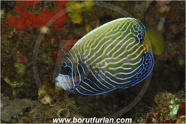Rinja, Komodo, Indonesia, Pomacanthus imperator, Pomacanthus, Emperor Angelfish, Angelfish, Pomacanthidae, Fish, Intermediate