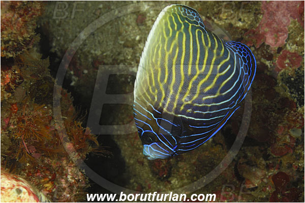 Rinja, Komodo, Indonesia, Pomacanthus imperator, Pomacanthus, Emperor Angelfish, Angelfish, Pomacanthidae, Fish, Intermediate
