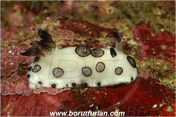Rinja, Komodo, Indonesia, Jorunna funebris, Jorunna, Chromodorididae, Dotted Nudibranch, Nudibranch, Sea slug, Gastropoda, Mollusca, Mollusc