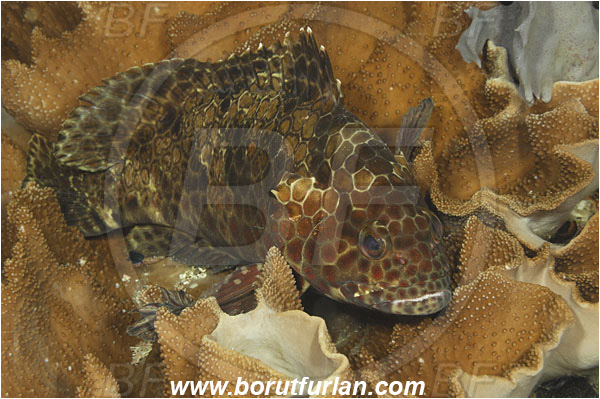 Rinja, Komodo, Indonesia, Epinephelus merra, Epinephelus, Serranidae, Honeycomb grouper, Grouper, Fish