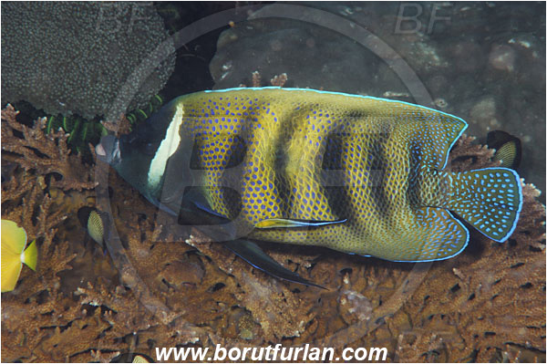 Rinja, Komodo, Indonesia, Pomacanthus sexstriatus, Pomacanthus, Sixbar Angelfish, Angelfish, Pomacanthidae, Fish, Labroides dimidiatus, Labroides, Labridae, Cleaner Wrasse, Wrasse, Cleaning