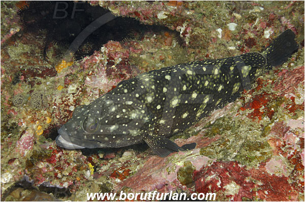 Rinja, Komodo, Indonesia, Epinephelus coeruleopunctatus, Epinephelus, Serranidae, Whitespotted grouper, Grouper, Fish