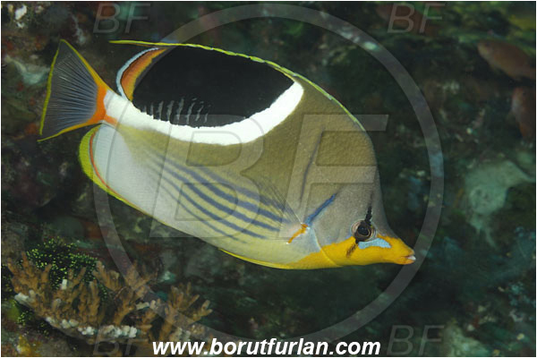 Rinja, Komodo, Indonesia, Chaetodon ephippium, Chaetodon, Chaetodontidae, Saddle Butterflyfish, Butterflyfish, Fish
