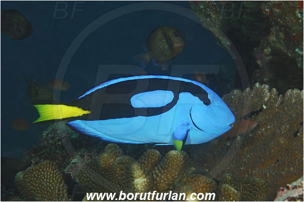 Rinja, Komodo, Indonesia, Paracanthurus hepatus, Paracanthurus, Acanthuridae, Blue Tang, Blue Surgeonfish, Surgeonfish, Fish