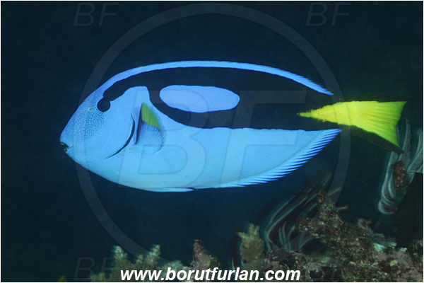 Rinja, Komodo, Indonesia, Paracanthurus hepatus, Paracanthurus, Acanthuridae, Blue Tang, Blue Surgeonfish, Surgeonfish, Fish