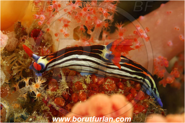Rinja, Komodo, Indonesia, Nembrotha purpureolineolata, Polyceridae, Nembrotha, Nembrotha Nudibranch, Nudibranch, Sea slug, Mollusca, Mollusc