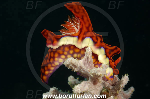 Rinja, Komodo, Indonesia, Miamira magnifica, Miamira, Chromodorididae, Magnificent Miamira, Nudibranch, Sea slug, Mollusca, Mollusc