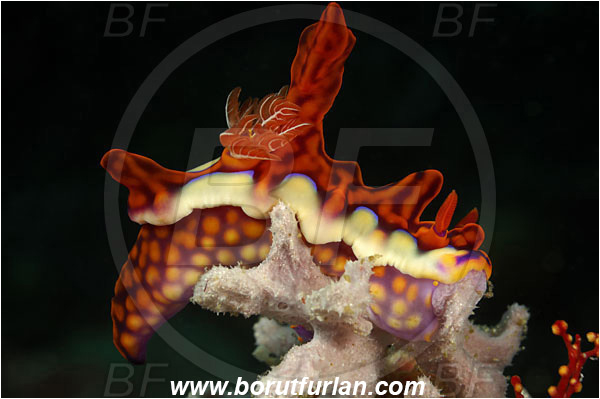 Rinja, Komodo, Indonesia, Miamira magnifica, Miamira, Chromodorididae, Magnificent Miamira, Nudibranch, Sea slug, Mollusca, Mollusc