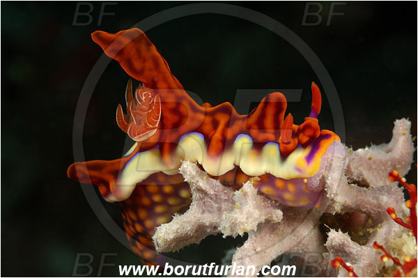 Rinja, Komodo, Indonesia, Miamira magnifica, Miamira, Chromodorididae, Magnificent Miamira, Nudibranch, Sea slug, Mollusca, Mollusc