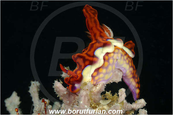 Rinja, Komodo, Indonesia, Miamira magnifica, Miamira, Chromodorididae, Magnificent Miamira, Nudibranch, Sea slug, Mollusca, Mollusc