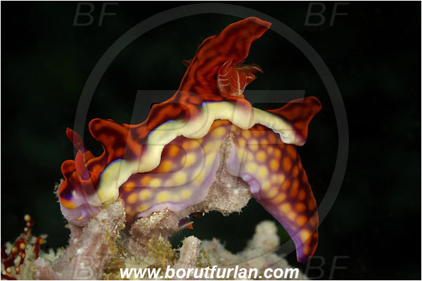 Rinja, Komodo, Indonesia, Miamira magnifica, Miamira, Chromodorididae, Magnificent Miamira, Nudibranch, Sea slug, Mollusca, Mollusc