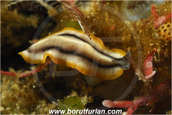 Rinja, Komodo, Indonesia, Pseudoceros paralaticlavus, Pseudoceros, Pseudocerotidae, Goldrim Flatworm, Flatworm, Platyhelminthes