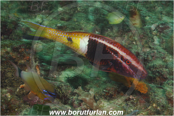Rinja, Komodo, Indonesia, Parupeneus barberinoides, Parupeneus, Mullidae, Bicolor goatfish, Goatfish, Fish