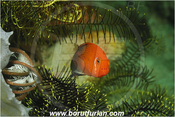 Rinja, Komodo, Indonesia, Pseudochromis moorei, Pseudochromis, Pseudochromidae, Jaguar Dottyback, Dottyback, Fish, Portrait