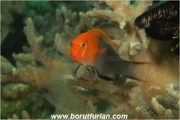 Rinja, Komodo, Indonesia, Pseudochromis moorei, Pseudochromis, Pseudochromidae, Jaguar Dottyback, Dottyback, Fish, Portrait