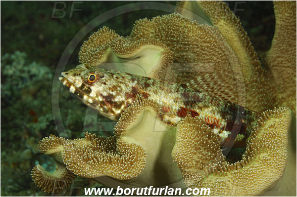 Rinja, Komodo, Indonesia, Synodus sp., Synodus, Synodontidae, Lizardfish, Fish
