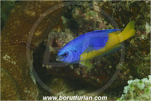 Rinja, Komodo, Indonesia, Pomacentrus auriventris, Pomacentrus, Pomacentridae, Goldbelly damselfish, Damselfish, Fish