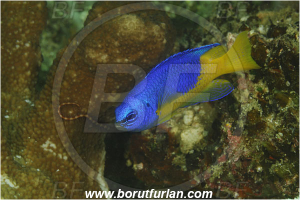 Rinja, Komodo, Indonesia, Pomacentrus auriventris, Pomacentrus, Pomacentridae, Goldbelly damselfish, Damselfish, Fish