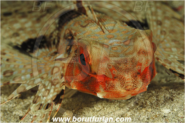 Rinja, Komodo, Indonesia, Dactyloptena orientalis, Dactyloptena, Dactylopteridae, Oriental flying gurnard, Flying gurnard, Fish, Portrait