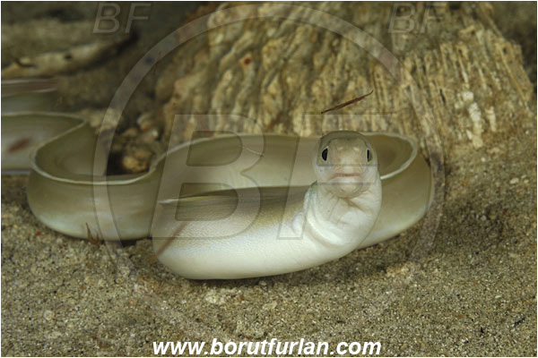 Rinja, Komodo, Indonesia, Pseudechidna brummeri, Pseudechidna, Muraenidae, White Ribbon eel, White Ribbon moray, Moray, Fish